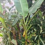 Musa ornata Συνήθη χαρακτηριστικά