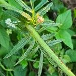 Valeriana tuberosa Lehti