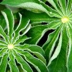 Lupinus polyphyllus Feuille