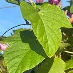 Ipomoea indica Leaf