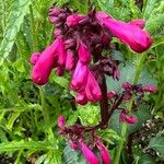 Salvia involucrata Květ