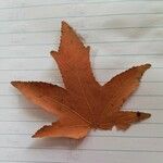 Liquidambar styraciflua Leaf