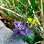 Melampyrum nemorosum Flower