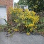 Solidago altissimaFlor