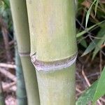 Phyllostachys sulphurea Corteza