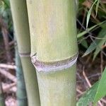 Phyllostachys sulphurea Rhisgl