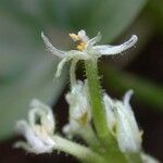 Heteranthera reniformis Λουλούδι