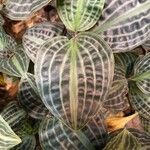 Geogenanthus poeppigii Leaf