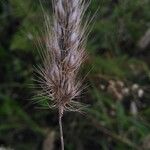 Cynosurus echinatus Fruit