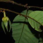 Neostenanthera neurosericea Flower