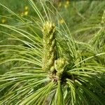 Pinus × holfordiana Кветка