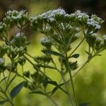 Stevia ovata Buveinė