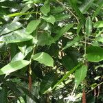 Noahdendron nicholasii Blad
