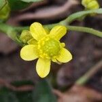 Ranunculus ophioglossifolius Virág