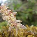 Bulbophyllum nutans Blüte