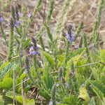 Verbena lasiostachys Yeri