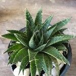 Aloe aristata List