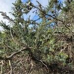 Juniperus macrocarpa Vrucht