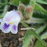 Craterostigma hirsutum Blüte