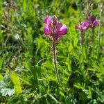 Astragalus glaux Flor