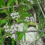 Valerianella eriocarpa 花