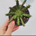 Euphorbia caput-medusae Lehti