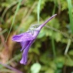 Pinguicula grandiflora Кветка