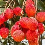 Litchi chinensisFruct