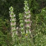 Morina persica Flower