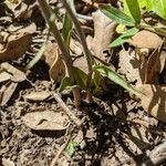 Epipactis microphylla Yaprak