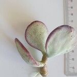 Cotyledon orbiculata Deilen