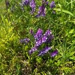 Vicia craccaBlomma