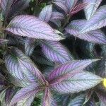 Strobilanthes auriculata Лист