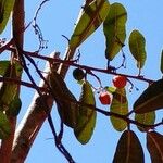 Brosimum gaudichaudii Fruchs