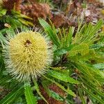 Banksia aemula Kwiat