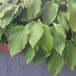 Hosta plantagineaBlad