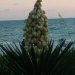 Yucca madrensis Flower