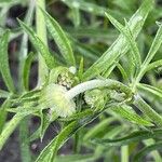 Scabiosa lucida Feuille