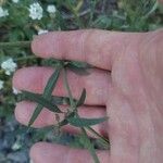 Atriplex oblongifolia Folla