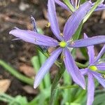 Camassia leichtlinii Flor