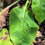 Pulmonaria rubra Hoja