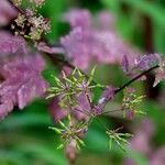 Chaerophyllum temulum Fruit