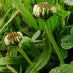 Trifolium fragiferum Blodyn