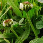 Trifolium fragiferum Çiçek