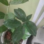 Zamioculcas zamiifolia Blatt