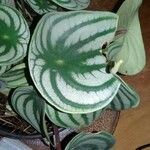 Peperomia argyreia Лист