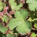 Geranium sibiricum List