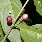 Cestrum microcalyx Ffrwyth