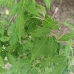 Vitex negundo Leaf