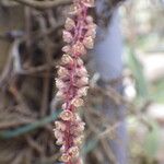 Rhipidoglossum rutilum Flower